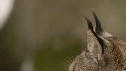 Lynx in winter - red epic 5k footage Stock Footage 83309387