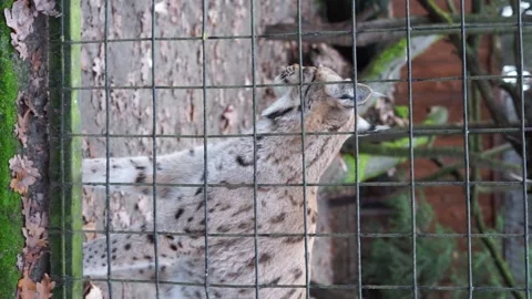 Lynx in a zoo behind a cage vertical video Stock Footage 259124493