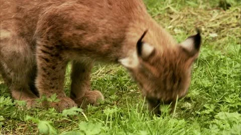 A lynx at the zoo Stock Footage 11315145