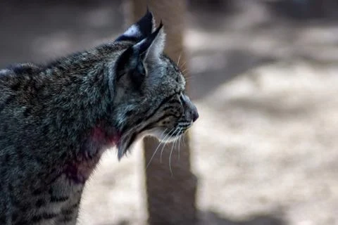 Lynx on zoo Stock Photos
