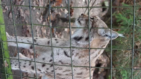 Lynx in the zoo vertical video Stock Footage 259257688