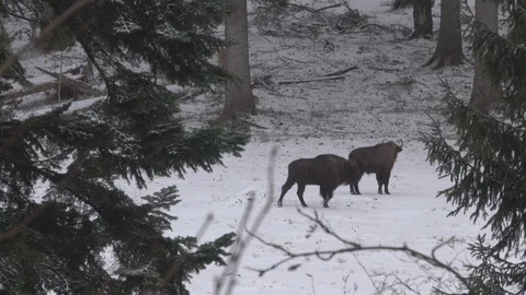Lynxes resting in the Bavarian Forest Stock Footage 127605376