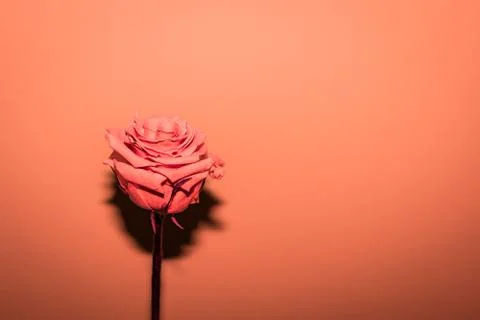 Lyophilized pink in orange on a background of the same color. Stock Photos
