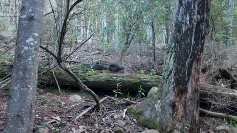 Lyrebird on Fallen Tree Vídeos de archivo 331898034