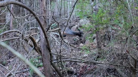 Lyrebird Rustling Through Leafs 스톡 동영상 331899596