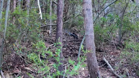 Lyrebird in Woods Vídeos de archivo 331899957