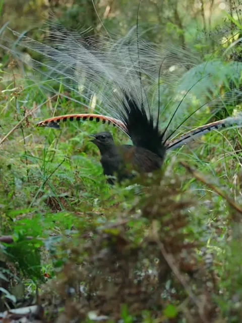 Lyrebirdchirping Stock Footage 304655914