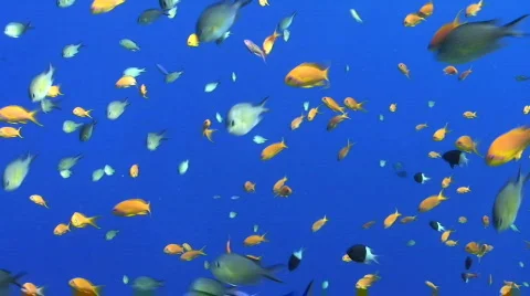 Lyretail anthias Vidéo 842926