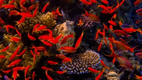 Lyretail Anthias schooling around a  flatfish on a vibrant coral reef. Stock Footage 301033013