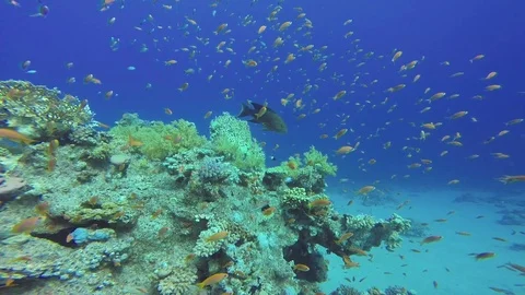 Lyretail grouper Stock Footage 122771827