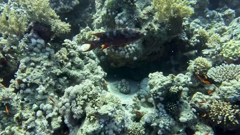 Lyretail grouper Stock Footage 280681543