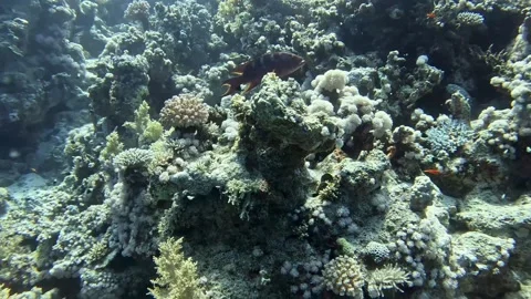 Lyretail grouper Stock Footage 280681547