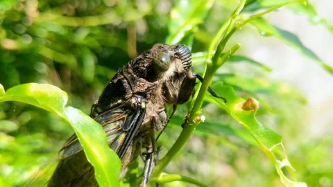 Lyristes plebejus insect perched on a tree branch Stock Footage 306473854