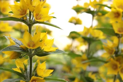 Lysimachia punctata Stock Photos