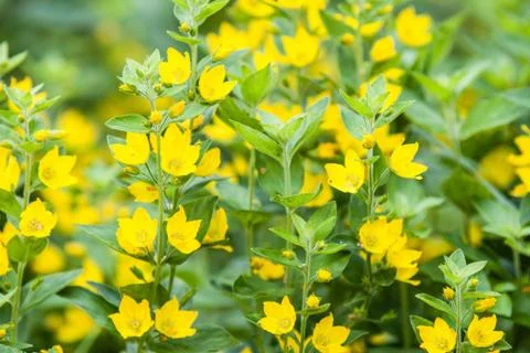 Lysimachia punctata Stock Photos