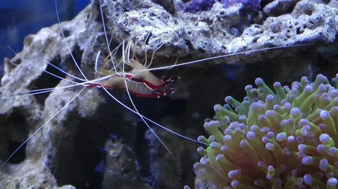 Lysmata amboinensis Stock Footage 51149072