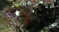 Lysmata wurdemanni crab in saltwater coral reef aquarium HD Footage
