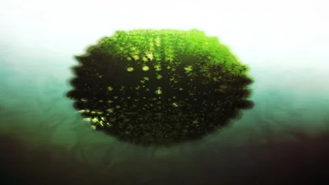 Lysosome Cell  in Human Cell Eats Food - Close Up Stock Footage 335824386