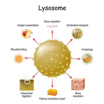 Lysosome Function. multitask lysosome. intracellular digestion Stock Illustration