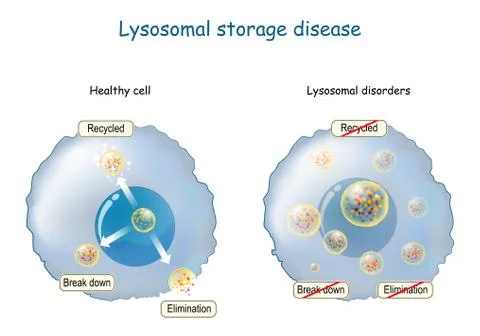 Lysosome Function. multitask lysosome. intracellular digestion Stock Illustration