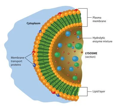 Lysosome Stock Illustration