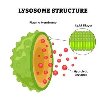 Lysosome structure anatomy, labeled plasma membrane, lipid bilayer, hydroly.. Stock Illustration