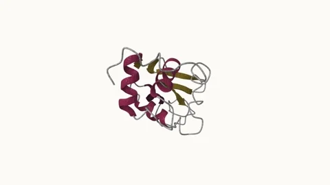 Lysozyme-1LYZ spin-structure 스톡 동영상 305639345