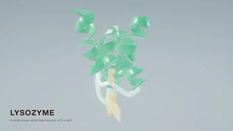 Lysozyme enzyme protein structure rotating molecular model loop Stock Footage 343822672