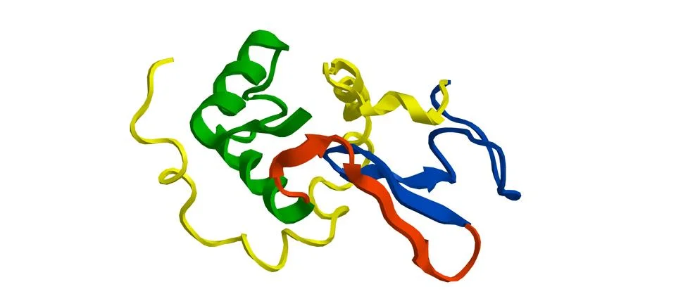 Lysozyme Stock Illustration