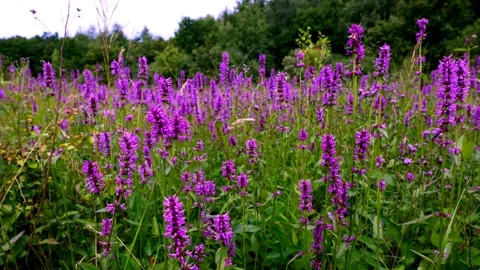 Lythrum vulgaris 2 Stock Footage 135964341