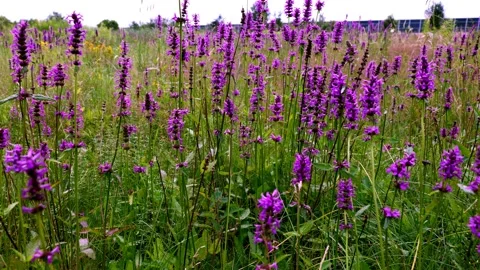 Lythrum vulgaris 5 Stock Footage 135964583
