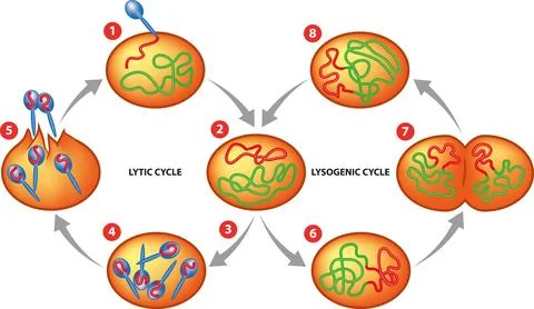 Lytic and lysogenic cycle Illustrazione stock