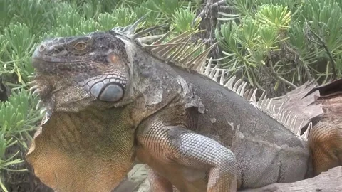 Lyzard in nature Stock Footage 149619738