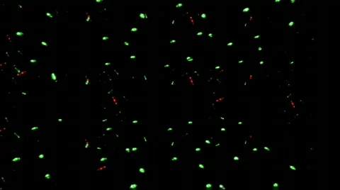 Lzr dts 8b Video stock 375801