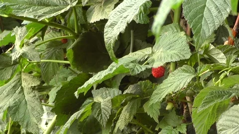 M 1 動画素材 166098777