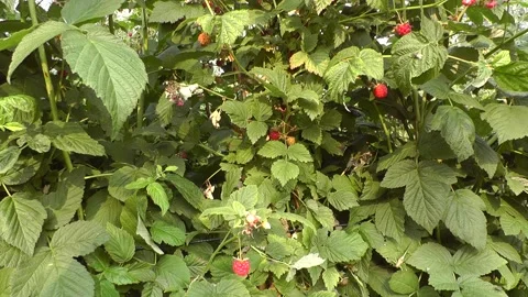 M 2 動画素材 166098808