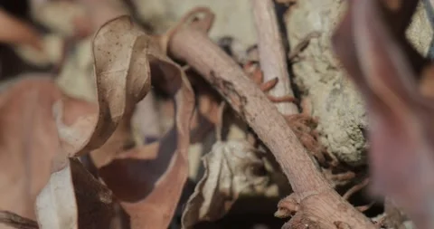 M16 스톡 동영상 130598474