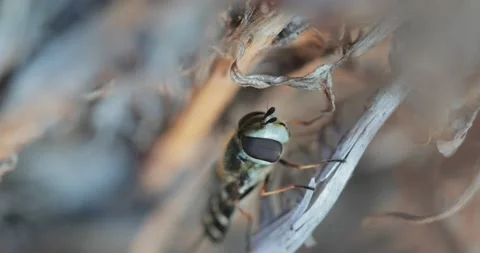 M17 스톡 동영상 130598893