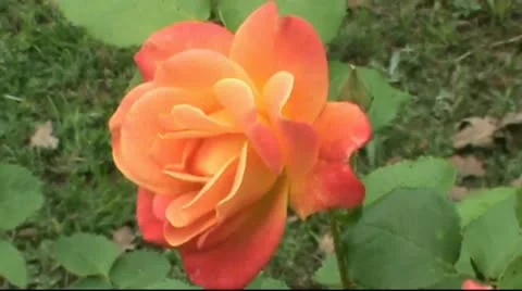 M2U00161 Vidéo 11131419