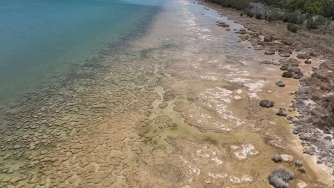 M3C Thromblites (12) Stock Footage 168431208