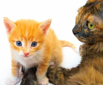 Ma with kitten Stock Photos