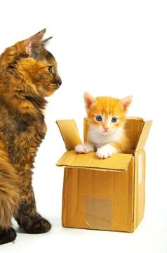 Ma with kitten Stock Photos