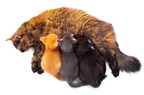 Ma with kittens Stock Photos