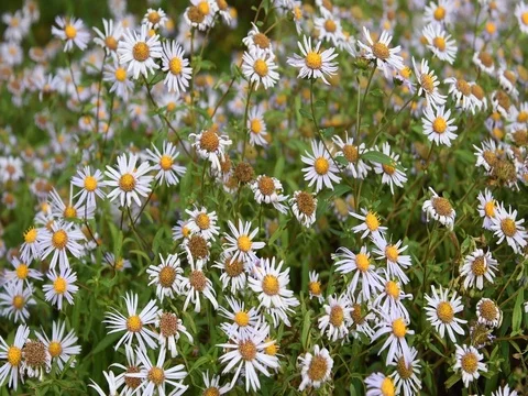 Maack's aster flowers Stock Footage 83289145
