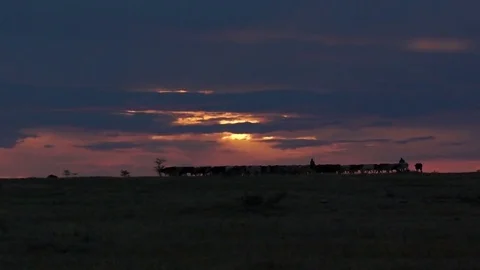 Maasai Cattle Drive 動画素材 70606596