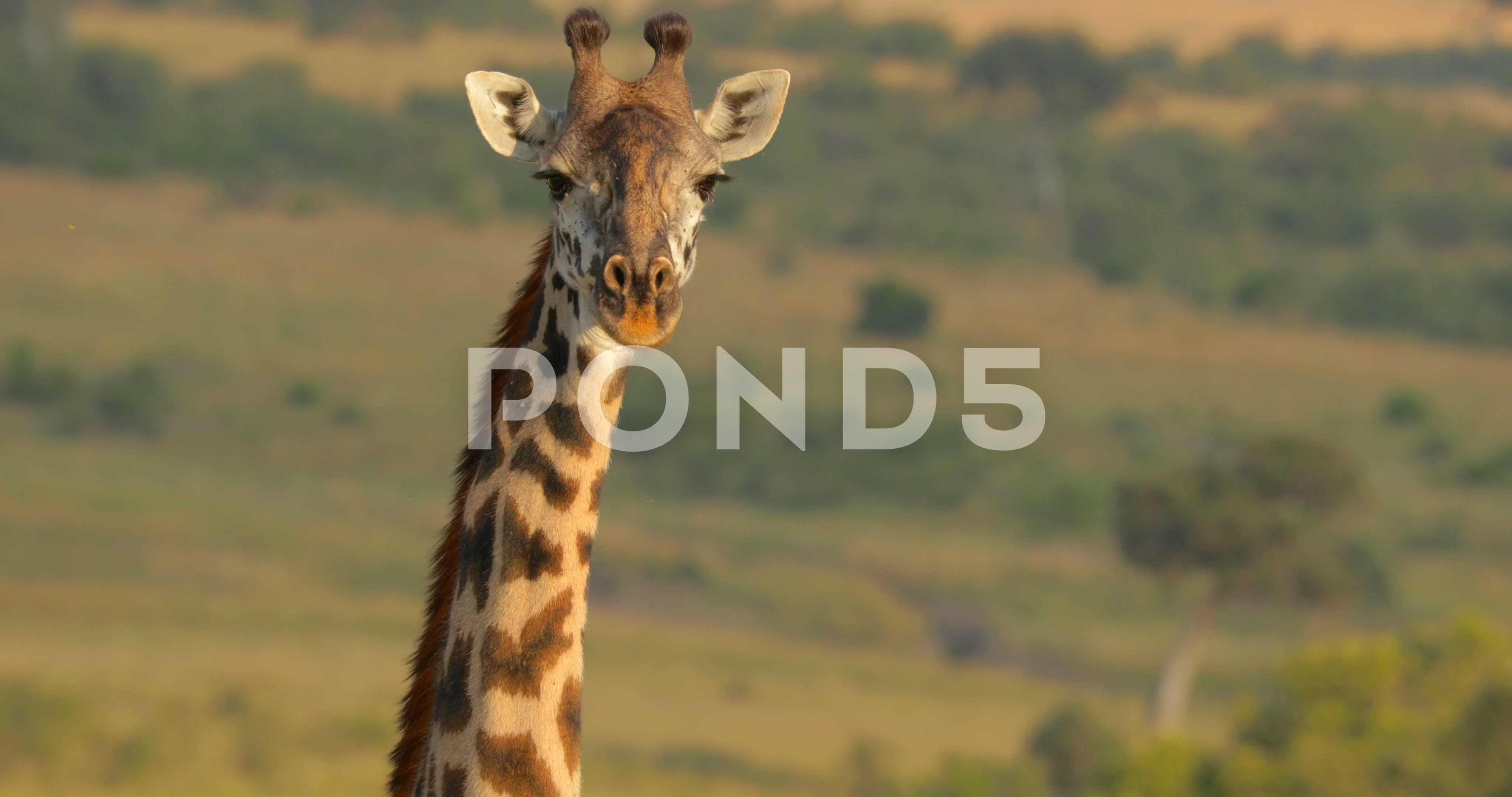 Giraffes, Masai Mara Game Reserve, Kenya без смс