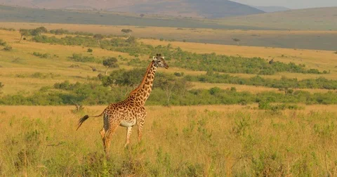 Maasai Giraffe walking and looking into camera at Maasai Mara National Reserve, Stock Footage 81561505