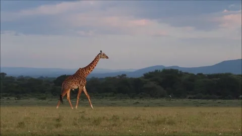 Maasai giraffe walking Stock Footage 278751474
