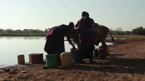 Maasai lady loading barrels of water onto donkey at the river edge Stock Footage 57945292