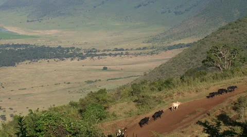 Maasai lead cattle up hill Stock Footage 34263429